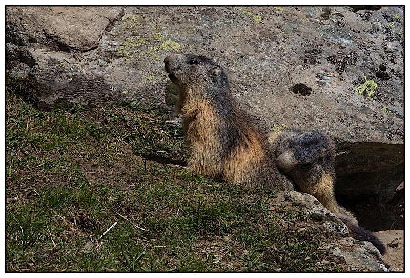 Marmottes 13