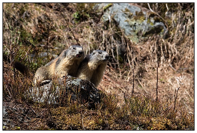 Marmottes 19