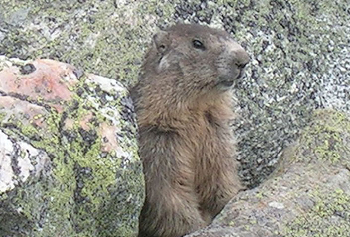Marmottes 27